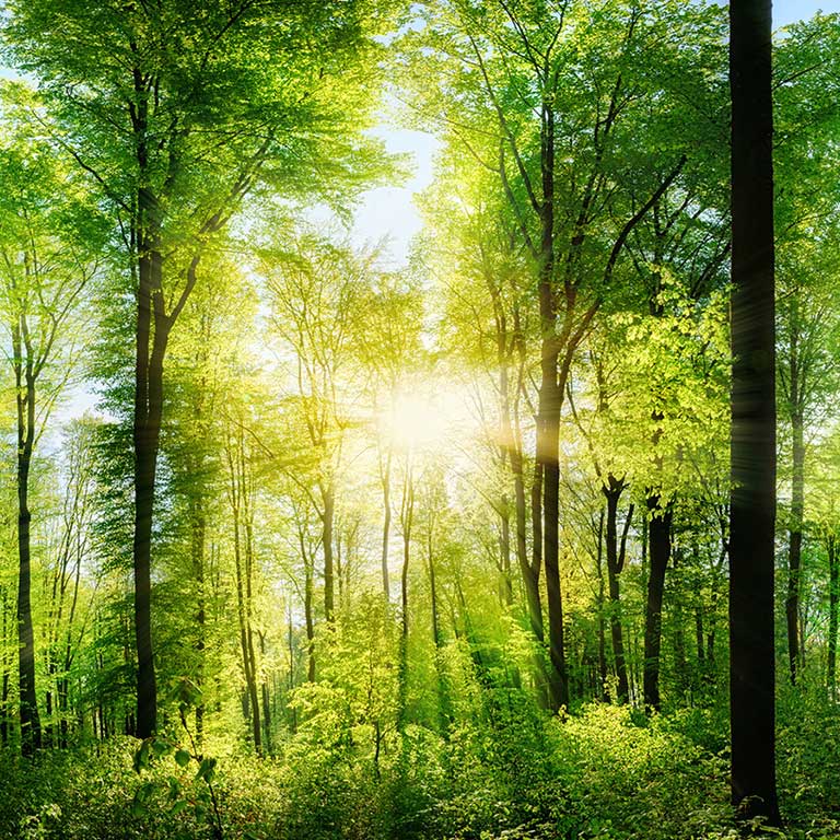 Deciduous green forest flooded with sunlight