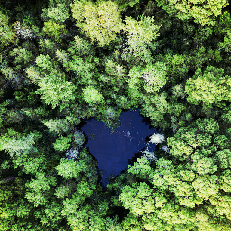 Forest in a heart shape